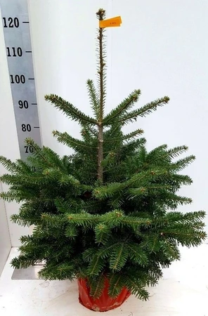 Nordmannspar H100/120