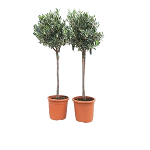 OLEA EUROPAEA OP STAM 100CM P21