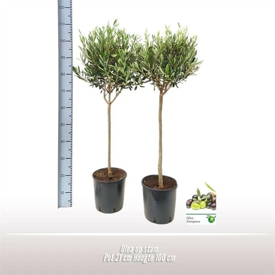 Olijfboom op Stam - 100cm