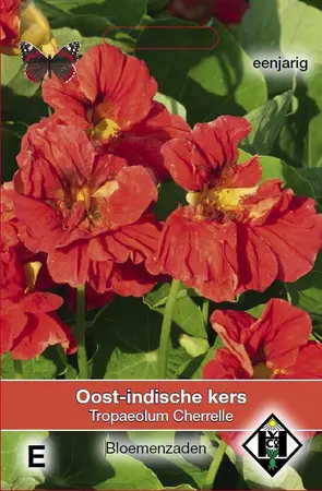 Oost-Indische Kers 'Cherrelle'