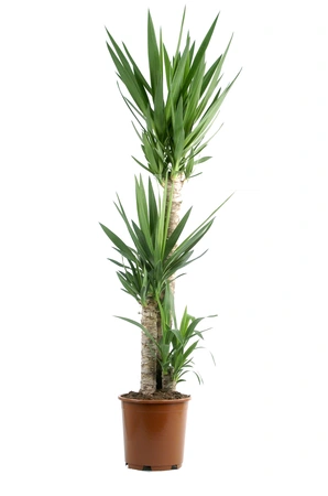 Palmlelie 90-45-20