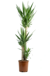 Palmlelie 90-45-20