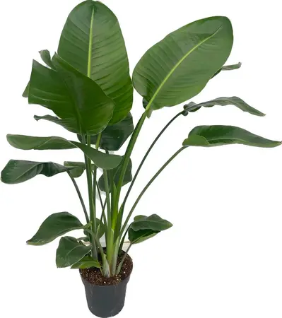 Paradijsvogelplant 'Nicolai' - P 24 cm