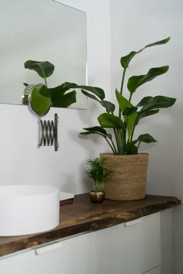 Paradijsvogelplant 'Nicolai' - P19cm - afbeelding 2