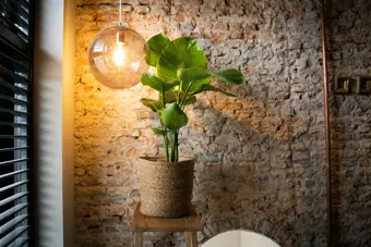 Paradijsvogelplant 'Nicolai' - P19cm - afbeelding 3