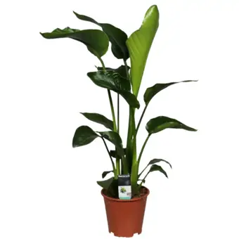 Paradijsvogelplant 'Nicolai' - P19cm - afbeelding 1