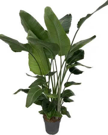 Paradijsvogelplant 'Nicolai' - P 30 cm