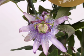 Passiebloem - Zuil 90-100 - Div.soorten - P19cm - afbeelding 2