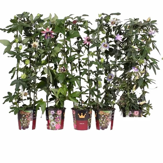 Passiebloem - Zuil 90-100 - Div.soorten - P19cm - afbeelding 1