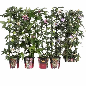 Passiebloem - Zuil 90-100 - Div.soorten - P19cm - afbeelding 1