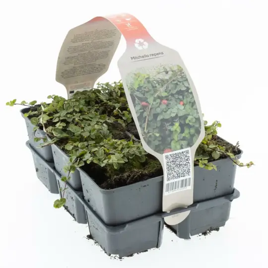 Patrijsbes - afbeelding 1