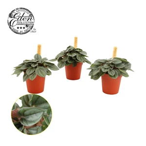 Peperomia Milano