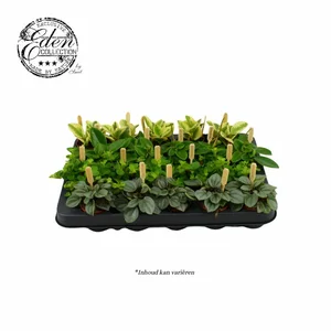 Peperomia Mix