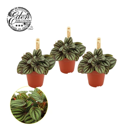 Peperomia Piccolo Banda