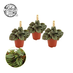 Peperomia Piccolo Banda