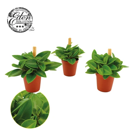 Peperomia Pixie