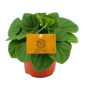 Peperomia Rana Verde - afbeelding 3