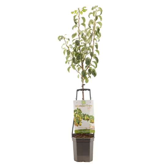 Perenboom 'Conference' - afbeelding 1