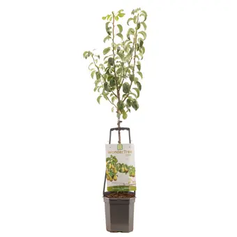 Perenboom 'Conference'