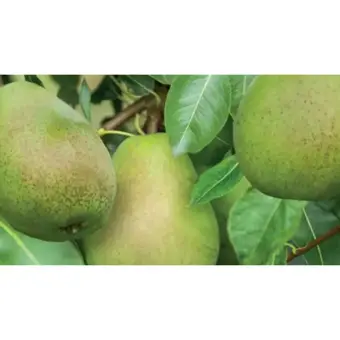 Perenboom 'Doyenné du Comice' - afbeelding 2