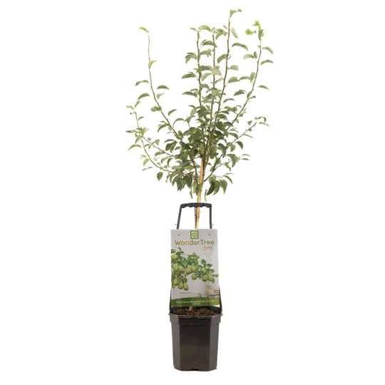 Perenboom 'Doyenné du Comice' - afbeelding 1