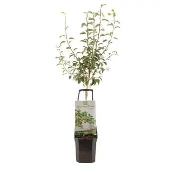 Perenboom 'Doyenné du Comice'