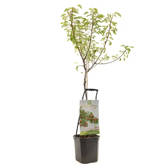 Perenboom 'Gieser Wildeman' - afbeelding 1