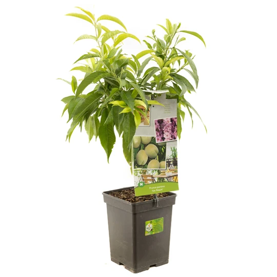 Perzikboom 'Ice Peach'