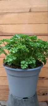 Peterselie (Krulpeterselie) - P14cm - afbeelding 3