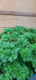 Peterselie (Krulpeterselie) - P14cm - afbeelding 4