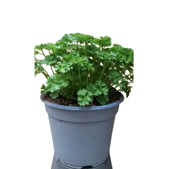 Peterselie (Krulpeterselie) - P14cm - afbeelding 1