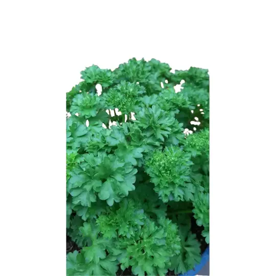 Peterselie (Krulpeterselie) - P14cm - afbeelding 2