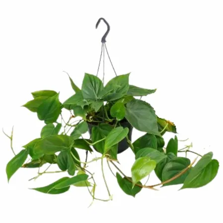 Philodendron