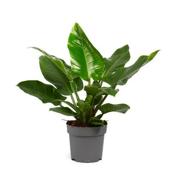 Philodendron 'Imperial Green'