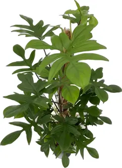 Philodendron Pedatum - P21cm - afbeelding 1