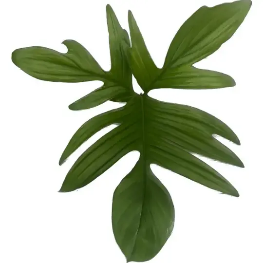 Philodendron Pedatum - P21cm - afbeelding 2