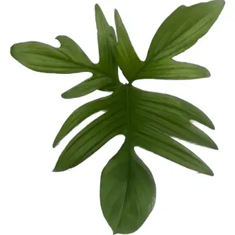 Philodendron Pedatum - P21cm - afbeelding 2
