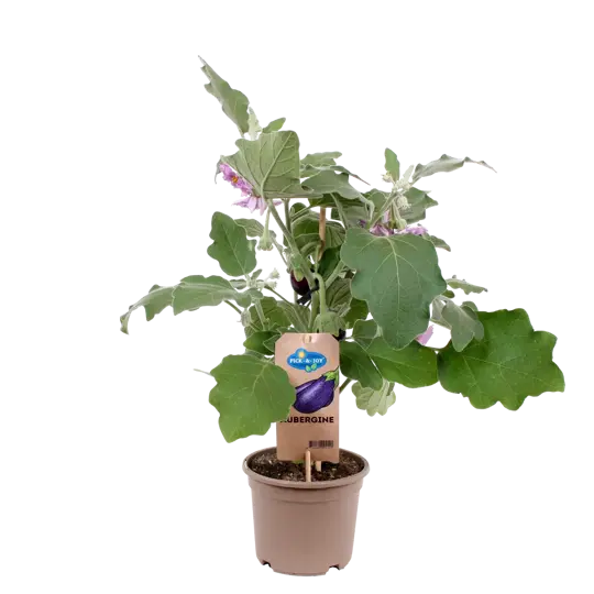 Pick-&-Joy® Aubergine - afbeelding 1