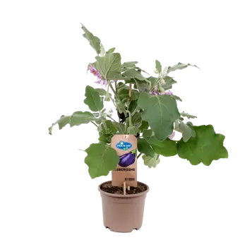 Pick-&-Joy® Aubergine - afbeelding 1