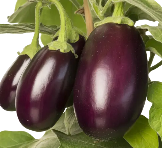 Pick-&-Joy® Aubergine - afbeelding 2