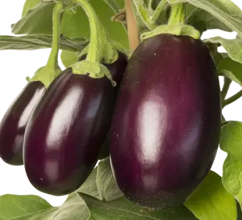 Pick-&-Joy® Aubergine - afbeelding 2