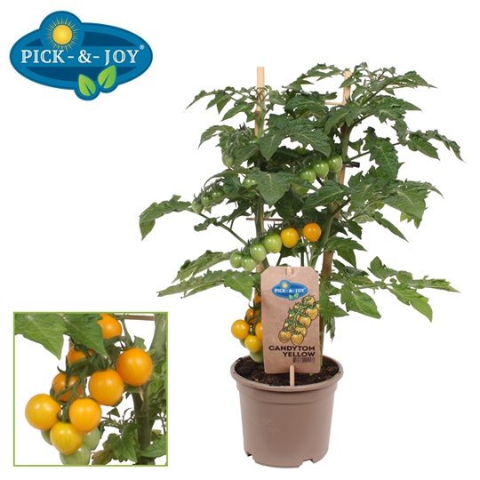 Pick-&-Joy® Candytom - Geel