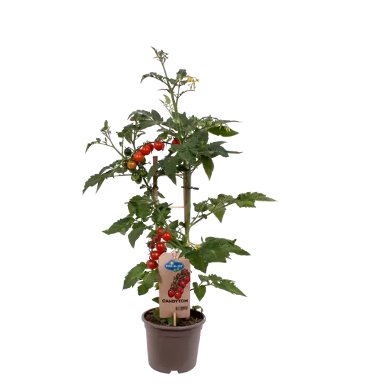 Pick-&-Joy® Candytom - Rood - afbeelding 1