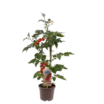 Pick-&-Joy® Candytom - Rood - afbeelding 1