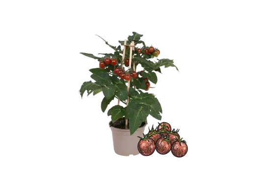 Pick-&-Joy® Cherrytomaat - Bruin