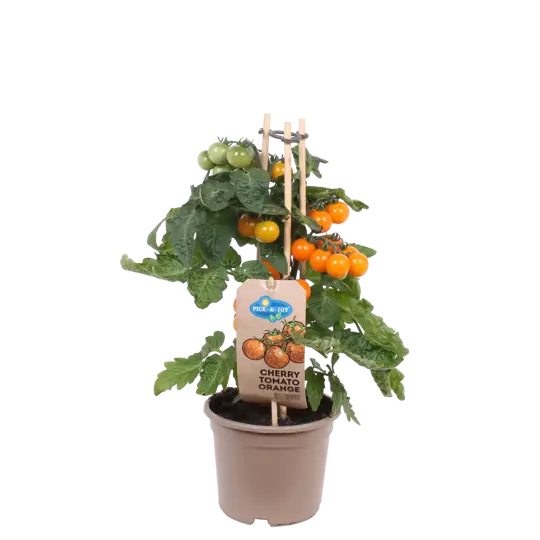 Pick-&-Joy® Cherrytomaat - Oranje - afbeelding 1