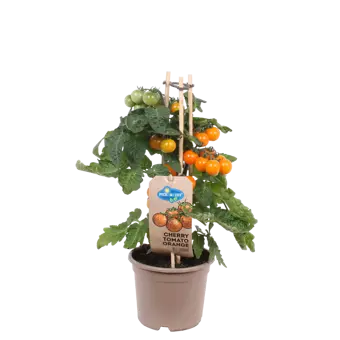 Pick-&-Joy® Cherrytomaat - Oranje - afbeelding 1
