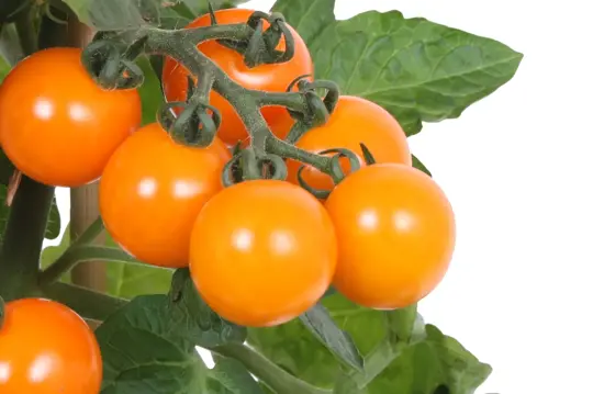 Pick-&-Joy® Cherrytomaat - Oranje - afbeelding 2