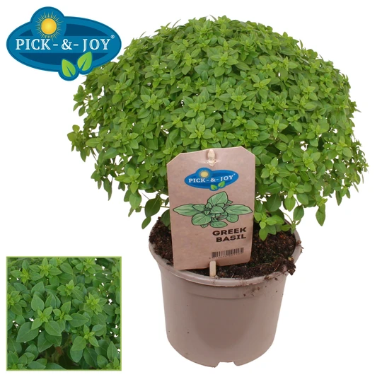 Pick-&-Joy® Greek Basil - P14cm