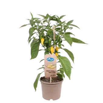 Pick-&-Joy® Hete Peper - Geel - afbeelding 1